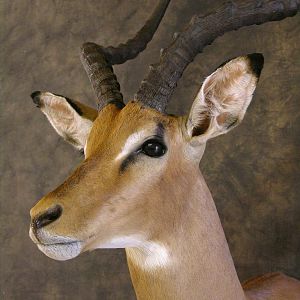 Taxidermy Impala