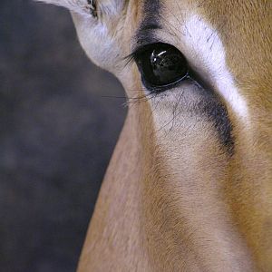 Taxidermy Impala