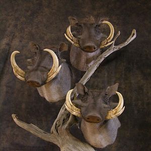 Taxidermy Three Warthog Pedestal Mounts