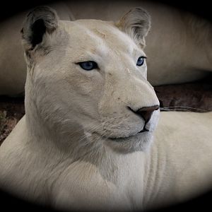 White Lion Full Mount Taxidermy