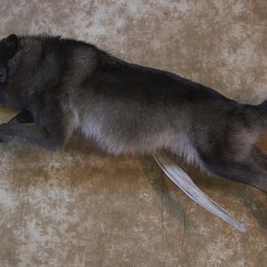 Taxidermy Running Wolf Wall Mount