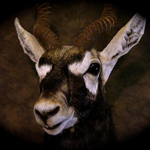 Blackbuck Shoulder Mount Taxidermy