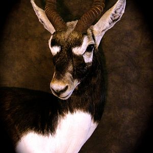 Blackbuck Shoulder Mount Taxidermy