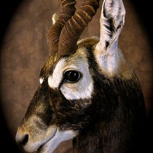 Blackbuck Shoulder Mount Taxidermy