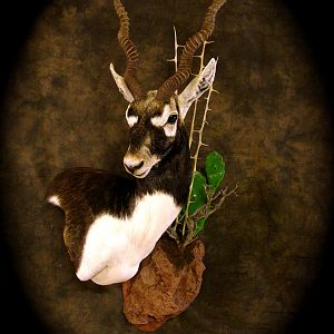 Blackbuck Shoulder Mount Taxidermy