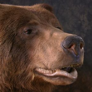 Bear Taxidermy