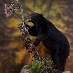 Bear Taxidermy