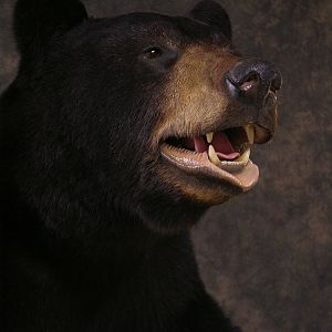 Bear Taxidermy