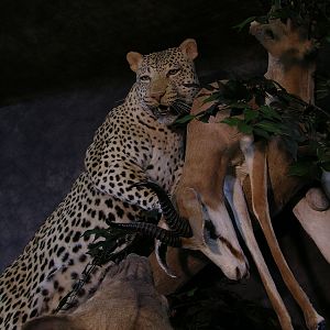 Taxidermy Big Leopard & Huge Hyena