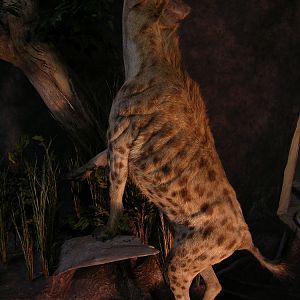 Taxidermy Big Leopard & Huge Hyena