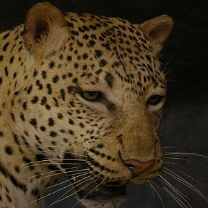 Taxidermy Big Leopard & Huge Hyena