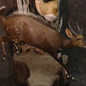 Taxidermy Life Size With Pedestals A Real Space Saver Mount
