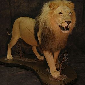 Taxidermy Lion Mount