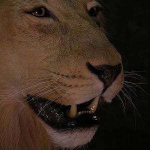 Taxidermy Lion Mount