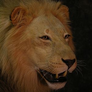 Taxidermy Lion Mount