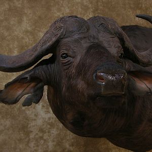 Taxidermy Cape Buffalo Mount