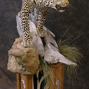 Taxidermy Leopard Mount