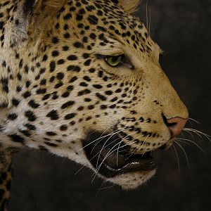 Taxidermy Leopard Mount