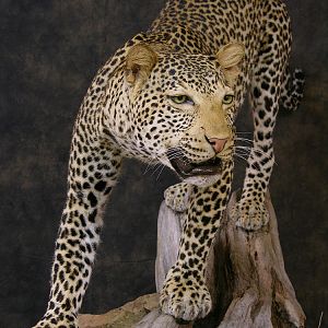 Taxidermy Leopard Mount