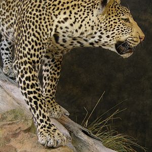 Taxidermy Leopard Mount