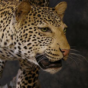 Taxidermy Leopard Mount