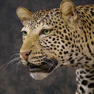 Taxidermy Leopard Mount