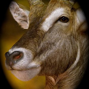 Waterbuck Taxidermy Mount