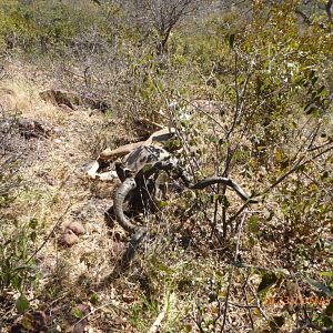 Kudu Hunt