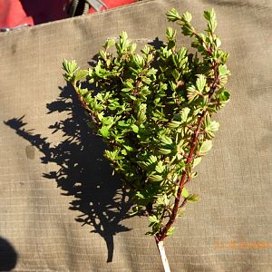 Resurrection plant