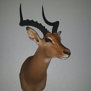 Shoulder Mount Impala Taxidermy