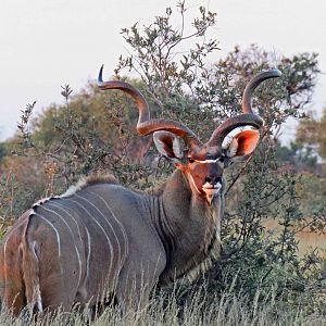 Kudu