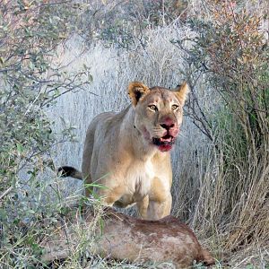 Lioness feeding