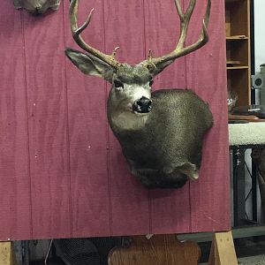 Taxidermy Deer Shoulder Mount