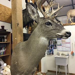 Deer Shoulder Mount Taxidermy