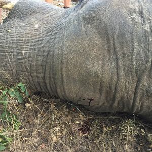 Elephant Zimbabwe Hunting