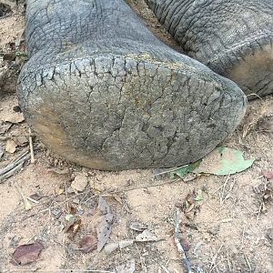 Hunt Zimbabwe Elephant