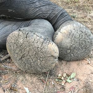 Zimbabwe Elephant Hunting