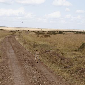 Kenya Maasai Mara Cheetah Photo Safari