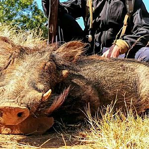 Hunting Warthog in South Africa