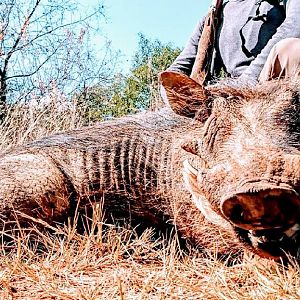 Hunting Warthog in South Africa