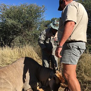 Hunting South Africa Eland