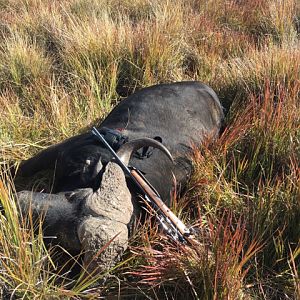 Hunting Buffalo in South Africa