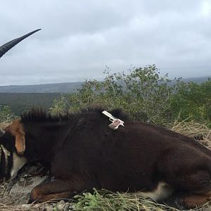 South Africa Sable Antelope Hunt