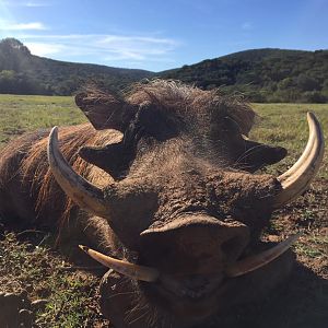 Hunting Warthog in South Africa