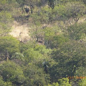 KwaZulu-Natal Kudu