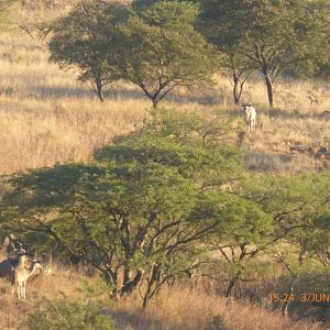 Kudu KwaZulu-Natal