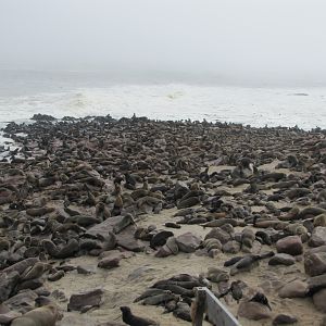 Namibia Cape Cross Seal Colony