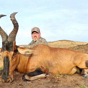 Red Hartebeest at sunset