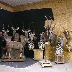 Taxidermy Trophies