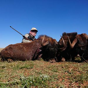 Cull Hunting South Africa Black Wildebeest